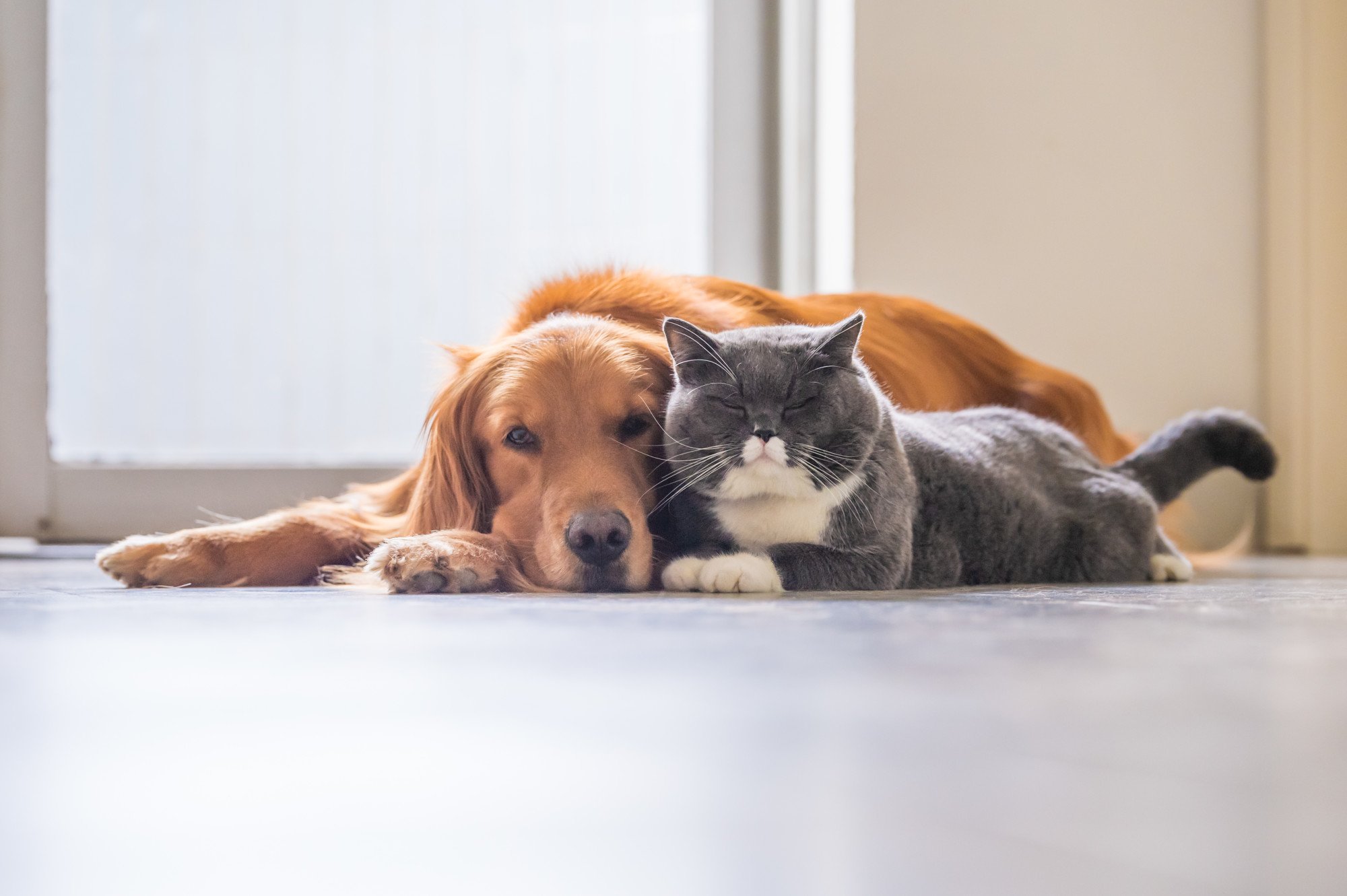 Pros and Cons of Allowing Pets In a Rental Property